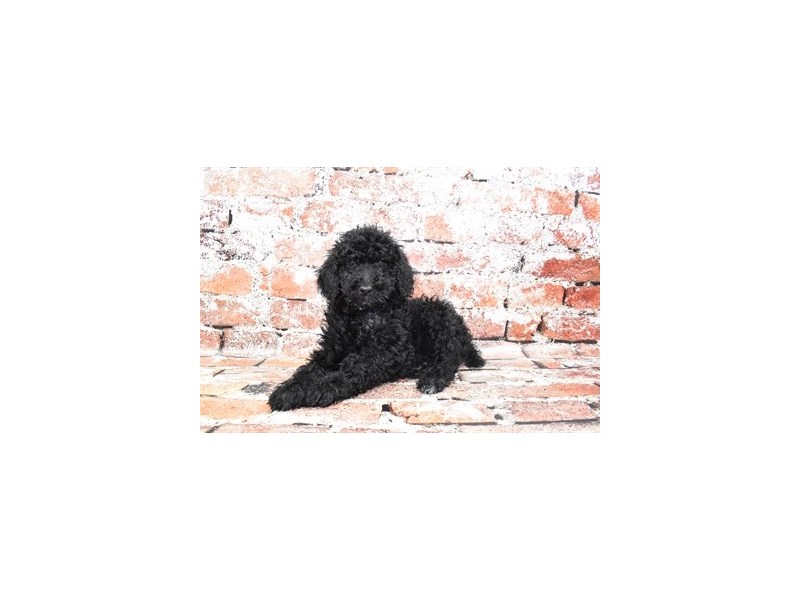 Standard Poodle-Female-Black-3895473-Petland Dunwoody