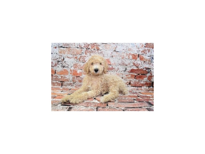 Standard Poodle-Male-Cream-3895476-Petland Dunwoody Puppies For Sale