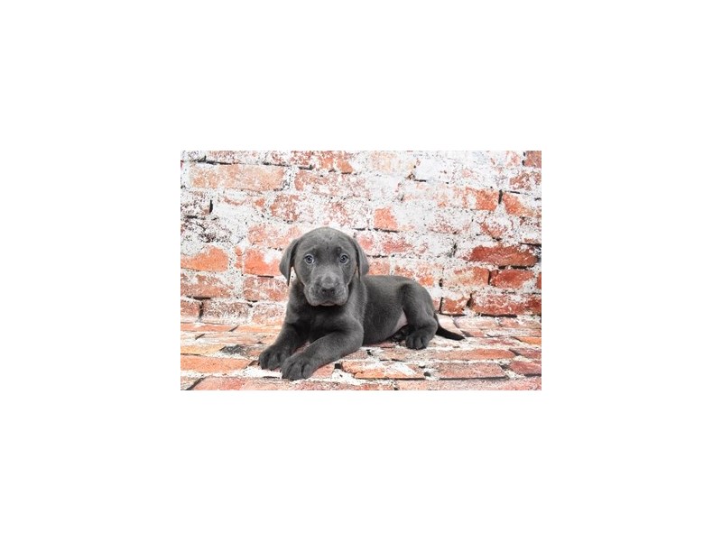 Labrador Retriever-DOG-Male-Silver-3895640-Petland Dunwoody Puppies For Sale