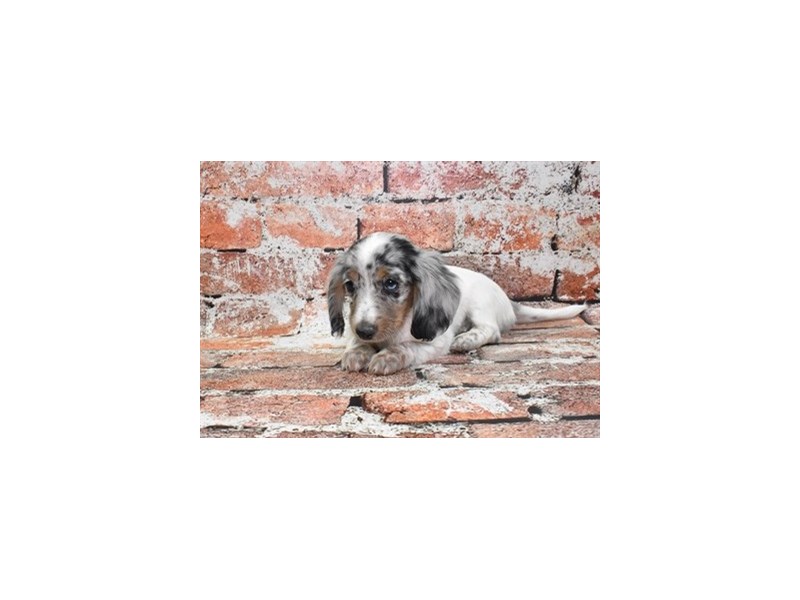 Dachshund-Female-Black and Silver Dapple-3895717-Petland Dunwoody Puppies For Sale