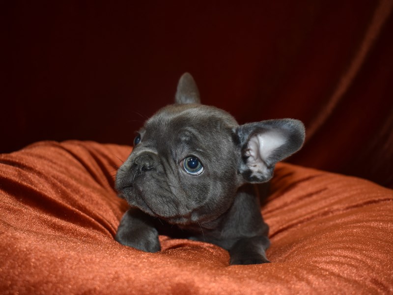 French Bulldog-DOG--Blue-3905661-Petland Dunwoody
