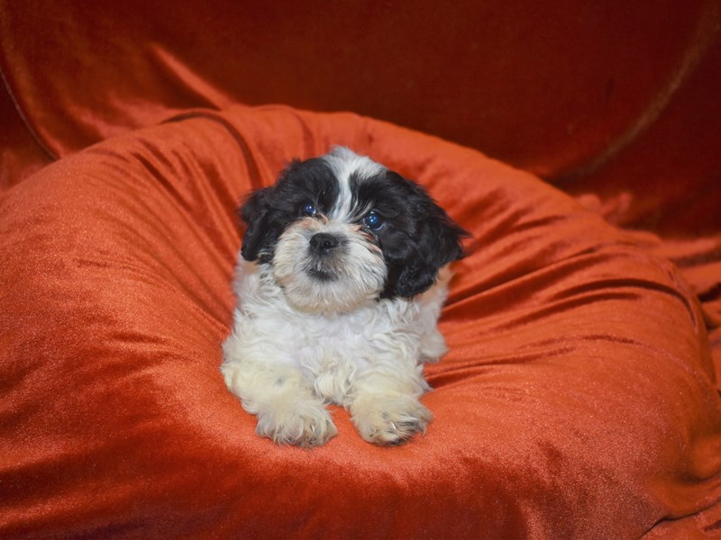 Teddy Bear-DOG-Female--3806783-Petland Dunwoody Puppies For Sale
