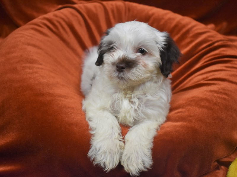 Teddy Bear-DOG-Male--3806780-Petland Dunwoody Puppies For Sale