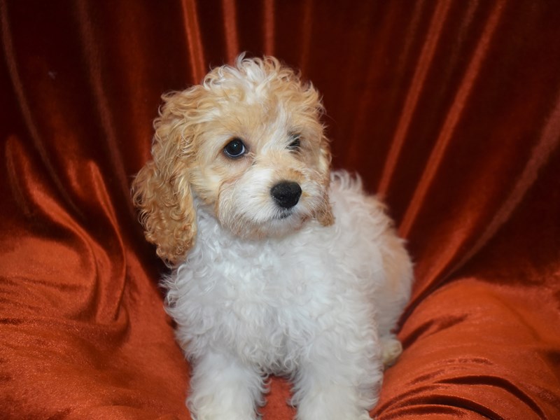 Cockapoo-DOG-Female-Blue and White-3787584-Petland Dunwoody Puppies For Sale