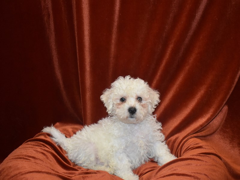 Bichon Frise-Male-White-3815510-Petland Dunwoody