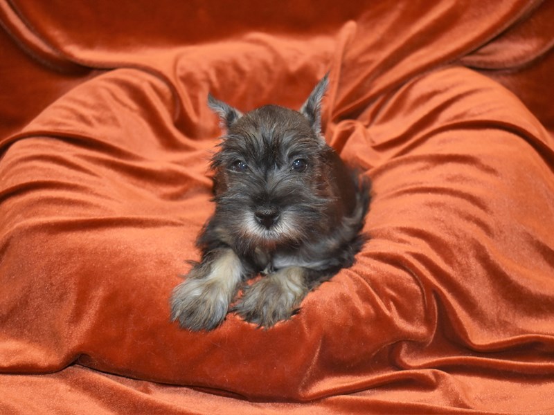 Miniature Schnauzer-Female--3833442-Petland Dunwoody Puppies For Sale