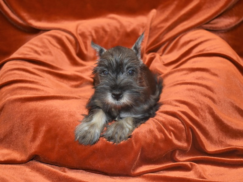 Miniature Schnauzer-Female--3833442-Petland Dunwoody