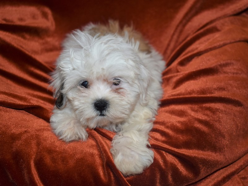 Malshih-Female-Brown and White-3833535-Petland Dunwoody