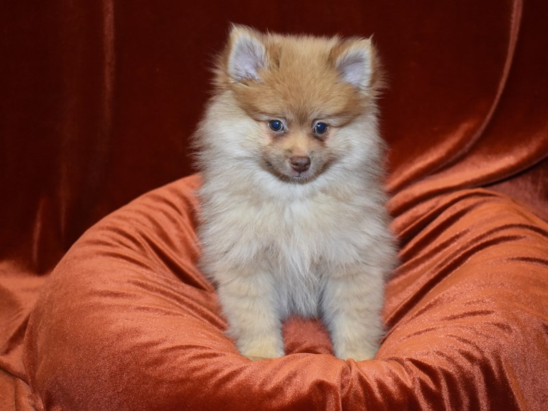 Pomeranian-DOG-Male-red sable-3851301-Petland Dunwoody Puppies For Sale