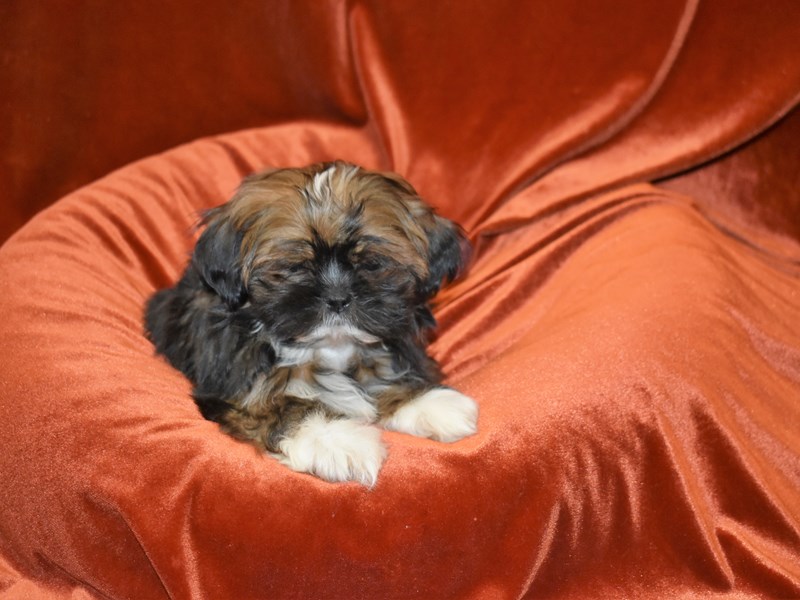 Shih Tzu-DOG-Male--3851496-Petland Dunwoody Puppies For Sale
