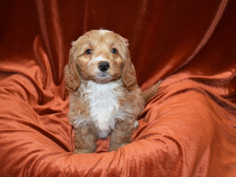 Dachshund X Mini Goldendoodle-Female--3851529-Petland Dunwoody Puppies For Sale