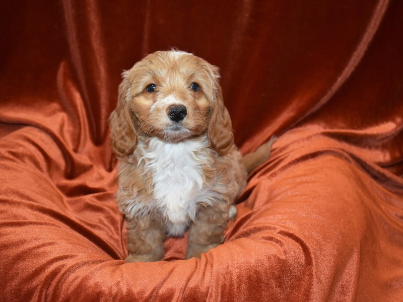 Dachshund X Mini Goldendoodle-Female--3851529-Petland Dunwoody