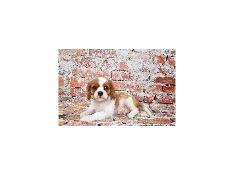 Cavalier King Charles Spaniel-Female-Blenheim-3859551-Petland Dunwoody Puppies For Sale