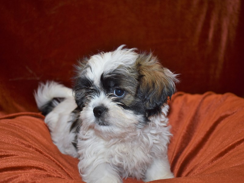 Shih Tzu-DOG-Male-Sable & White-3868591-Petland Dunwoody Puppies For Sale
