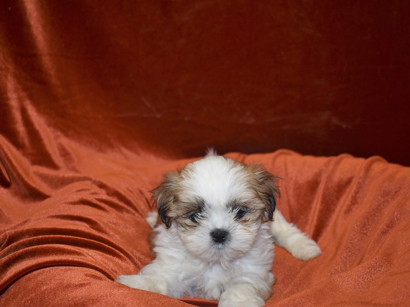 Teddy Bear-Male-Sable & White-3869165-Petland Dunwoody Puppies For Sale