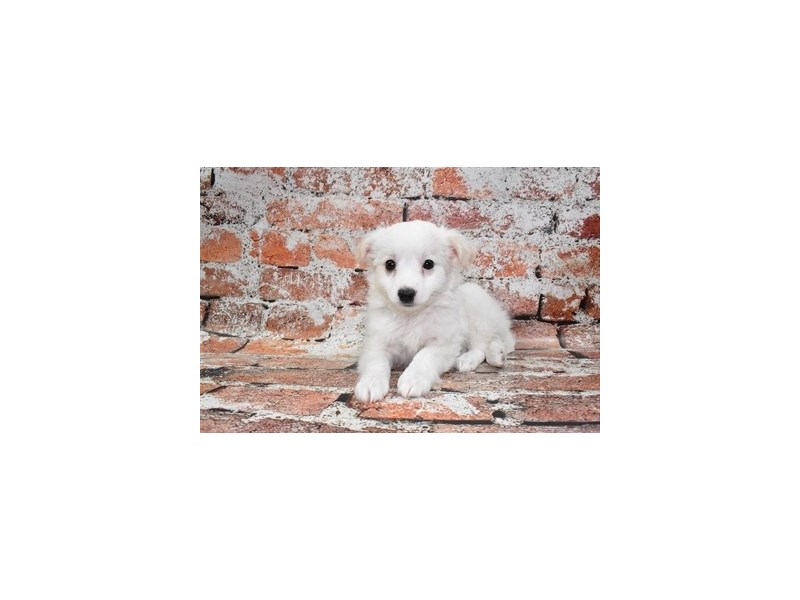 Eski-Poo-Female-White-3878078-Petland Dunwoody Puppies For Sale