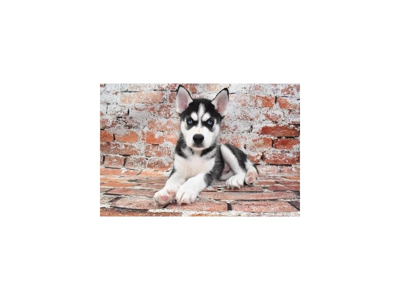 Siberian Husky-DOG-Male-Black and White-3878156-Petland Dunwoody