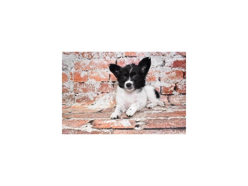 Papillon-Female-White and Black-3878173-Petland Dunwoody Puppies For Sale