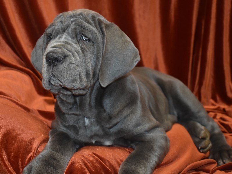 Neapolitan Mastiff-DOG-Female-Blue-3888184-Petland Dunwoody Puppies For Sale