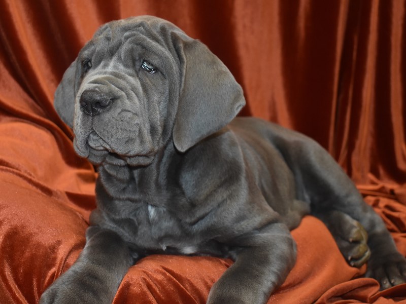 Neapolitan Mastiff-Female-Blue-3888184-Petland Dunwoody