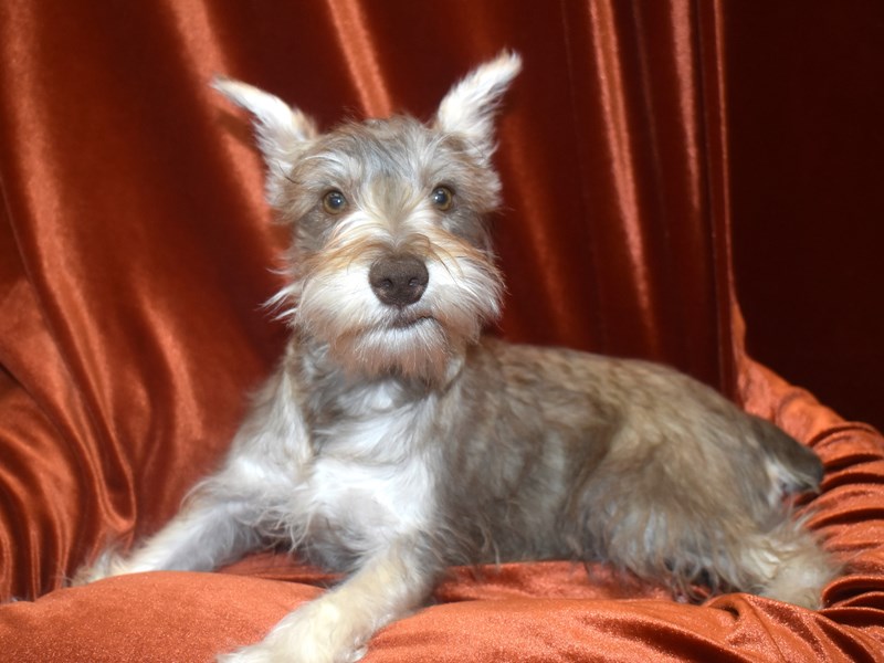 Miniature Schnauzer-Female--3833355-Petland Dunwoody Puppies For Sale