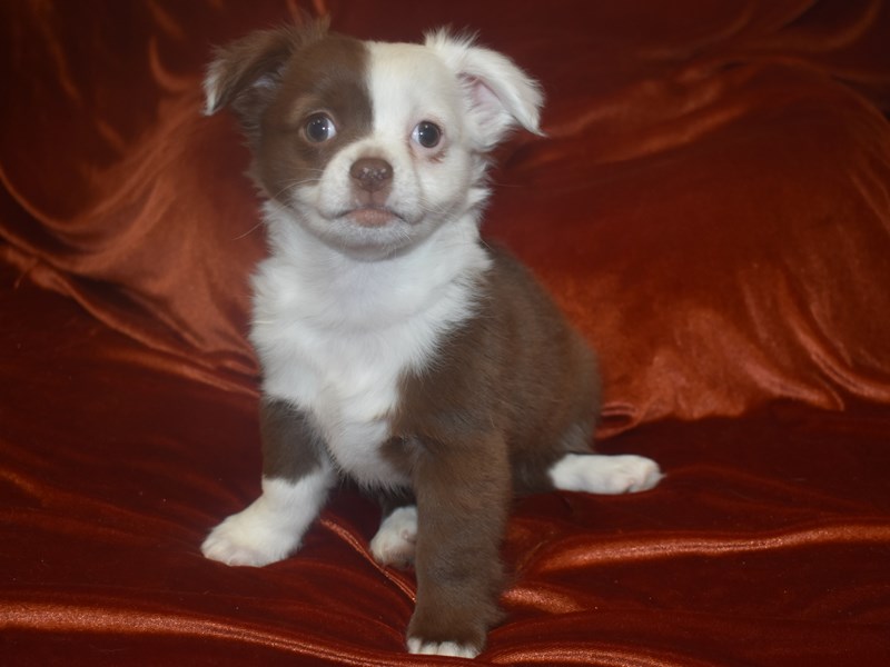 Chihuahua-Male-Chocolate and White-3895402-Petland Dunwoody Puppies For Sale