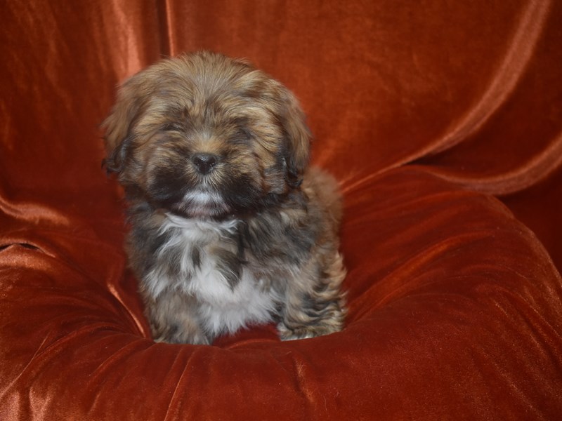 Lhasa Apso-DOG-Male-Golden-3895399-Petland Dunwoody Puppies For Sale