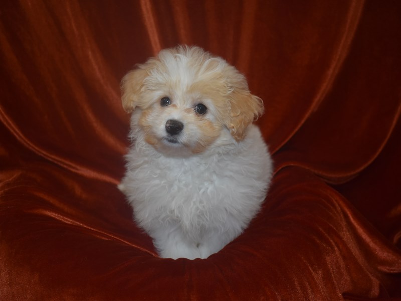 Pom-A-Poo-Female-White and Orange-3895417-Petland Dunwoody