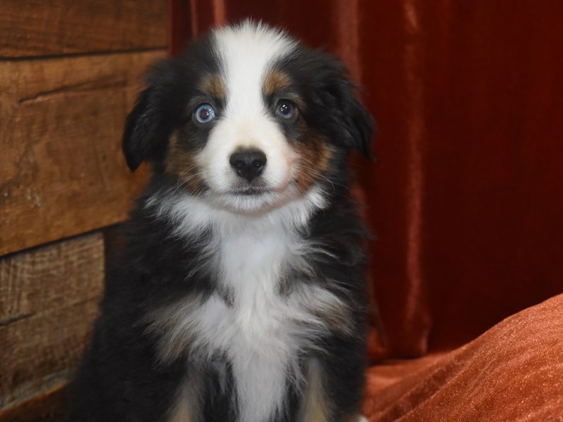 Mini Australian Shepherd-Male-Tri-3905636-Petland Dunwoody