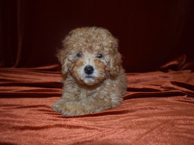 Mini Goldendoodle-DOG-Male-Golden-3905648-Petland Dunwoody Puppies For Sale
