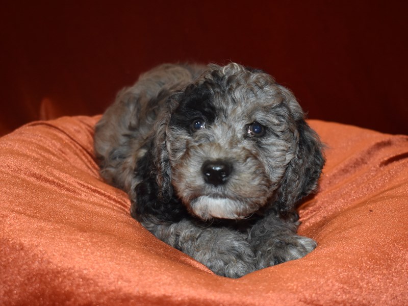 2nd Generation Mini Goldendoodle-DOG-Male-Blue Merle-3905663-Petland Dunwoody Puppies For Sale