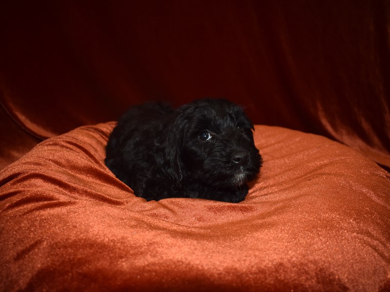 2nd Generation Mini Goldendoodle-DOG-Female-Black-3905667-Petland Dunwoody Puppies For Sale