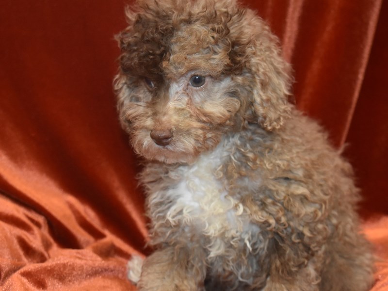 Poodle-DOG-Male-Chocolate Merle-3905672-Petland Dunwoody Puppies For Sale