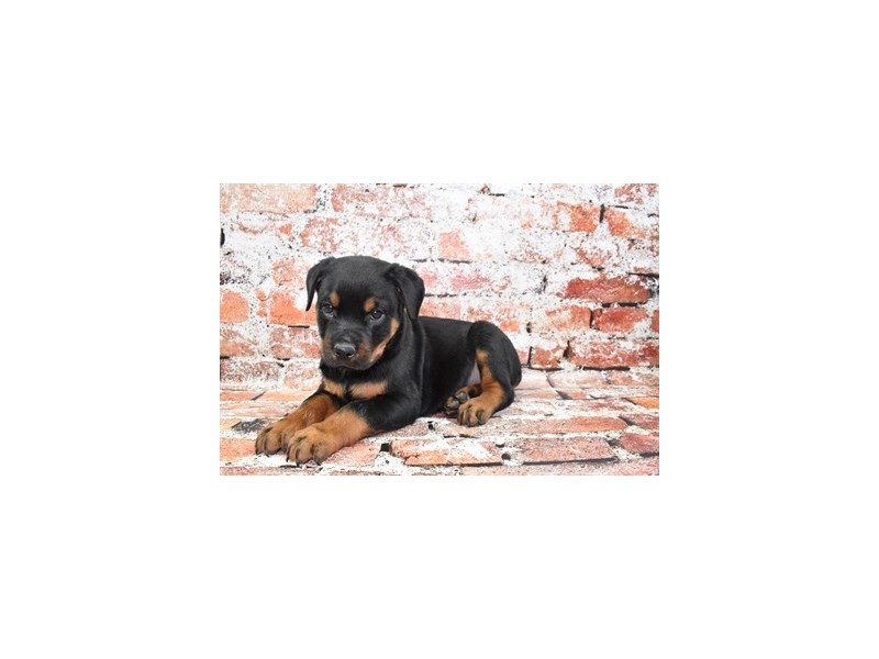 Rottweiler-Male-Black and Rust-3912320-Petland Dunwoody