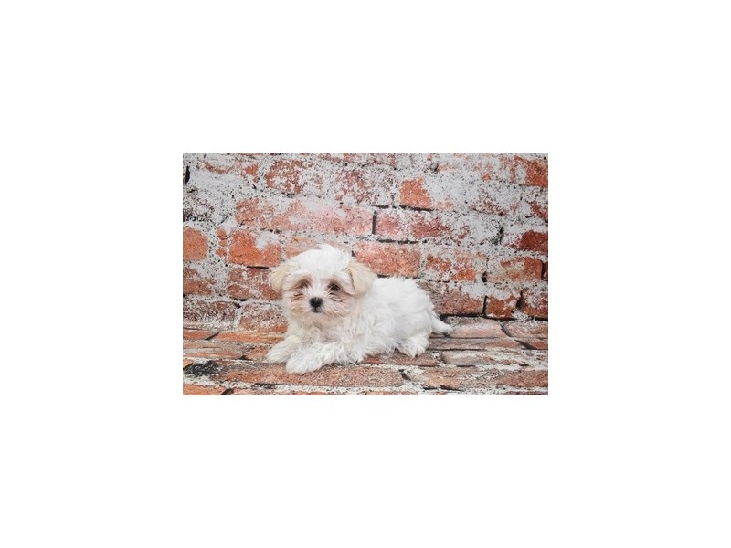 Maltese-Female-White-3912372-Petland Dunwoody Puppies For Sale