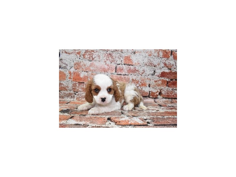 Cavalier King Charles Spaniel-DOG-Male-Blenheim-3912414-Petland Dunwoody Puppies For Sale