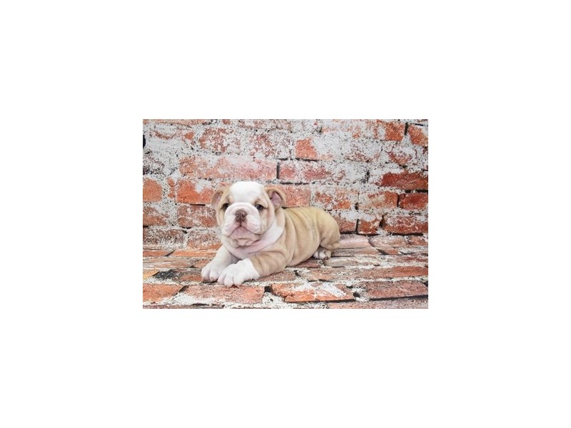 English Bulldog-Female-Fawn Brindle and White-3912431-Petland Dunwoody Puppies For Sale