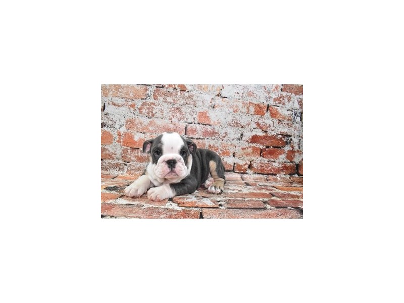 English Bulldog-Male-Blue and Tan-3912529-Petland Dunwoody Puppies For Sale