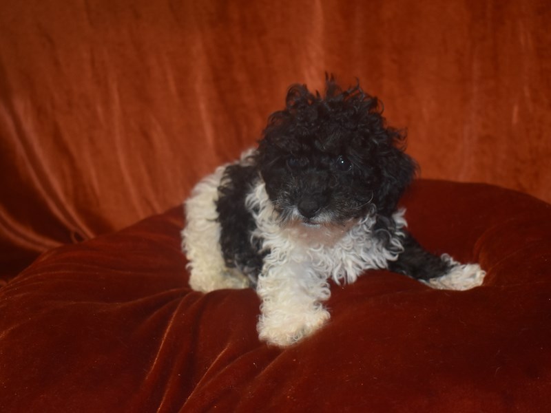 Miniature Poodle-Male-Black & White Parti-3913013-Petland Dunwoody Puppies For Sale