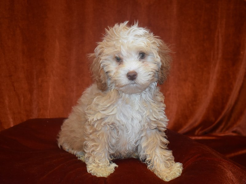 Cockapoo-DOG-Male-Apricot-3912987-Petland Dunwoody Puppies For Sale