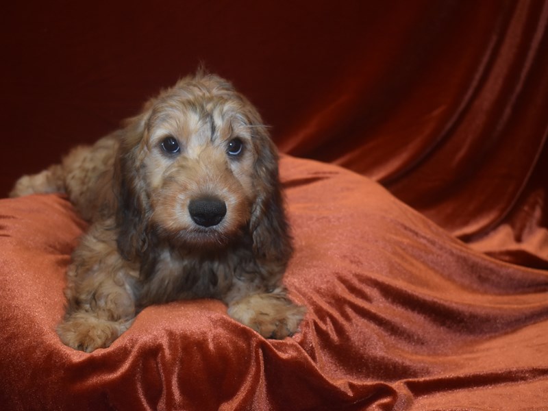 Dachshund X Mini Goldendoodle-Male--3851532-Petland Dunwoody Puppies For Sale