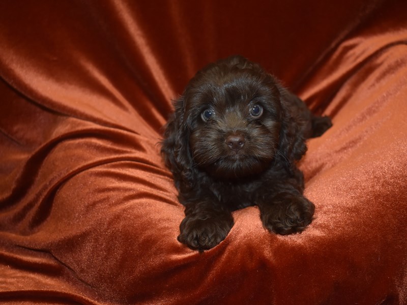 Cockapoo-DOG-Female--3921359-Petland Dunwoody Puppies For Sale