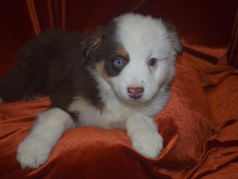 Mini Australian Shepherd-Female--3921343-Petland Dunwoody