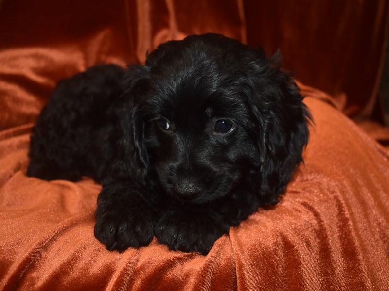 F1 B Mini Goldendoodle-Male--3921321-Petland Dunwoody Puppies For Sale
