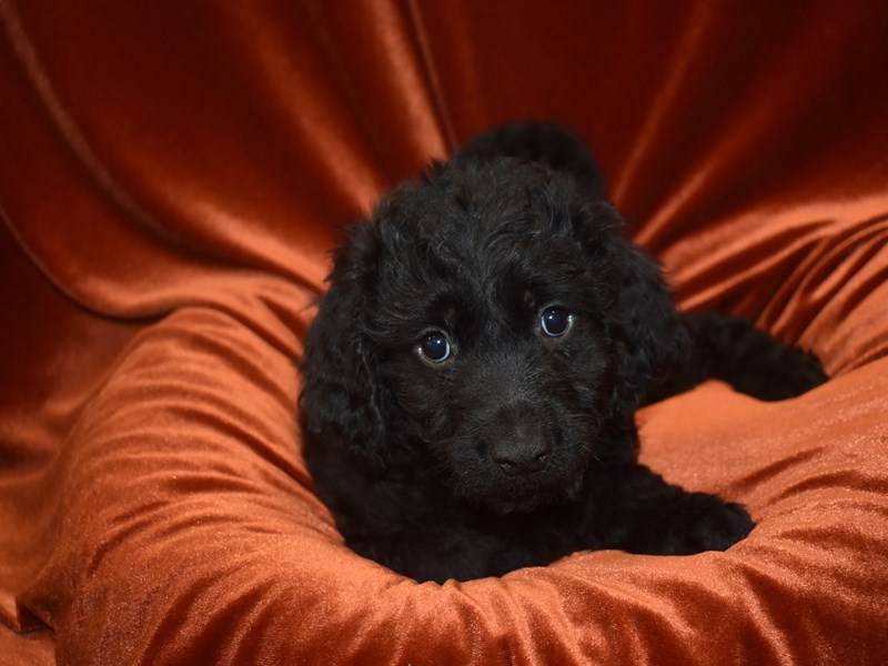 F1 B Mini Goldendoodle-Female--3921328-Petland Dunwoody