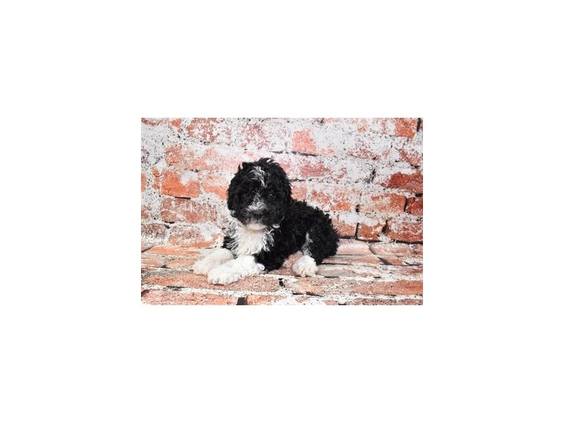 Mini Aussie Poo-Female-Black-3928792-Petland Dunwoody Puppies For Sale