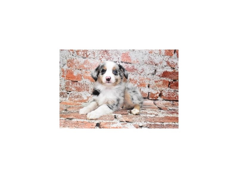 Miniature Australian Shepherd-DOG-Female-Blue Merle White and Tan-3928911-Petland Dunwoody Puppies For Sale