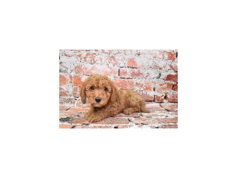 Mini Goldendoodle 2nd Gen-Female-Red-3928934-Petland Dunwoody Puppies For Sale