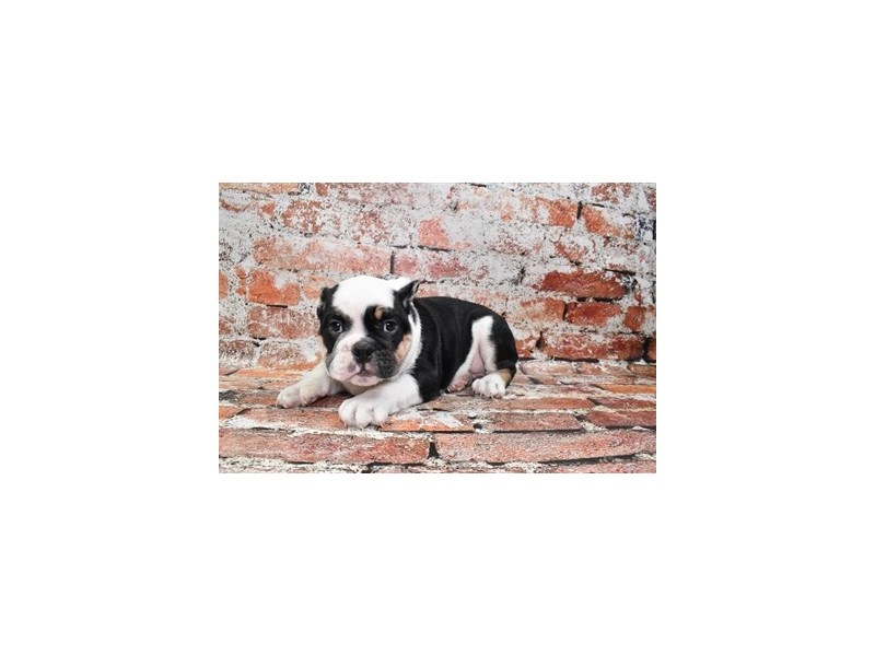 English Bulldog-Male-Black Tan and White-3928966-Petland Dunwoody Puppies For Sale