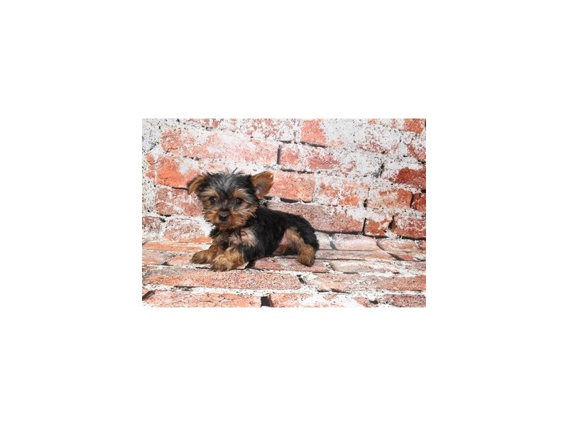 Yorkshire Terrier-DOG-Female-Black and Tan-3928971-Petland Dunwoody Puppies For Sale
